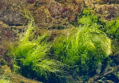 Sea Lettuce