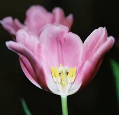 Tulip