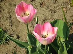 Tulip