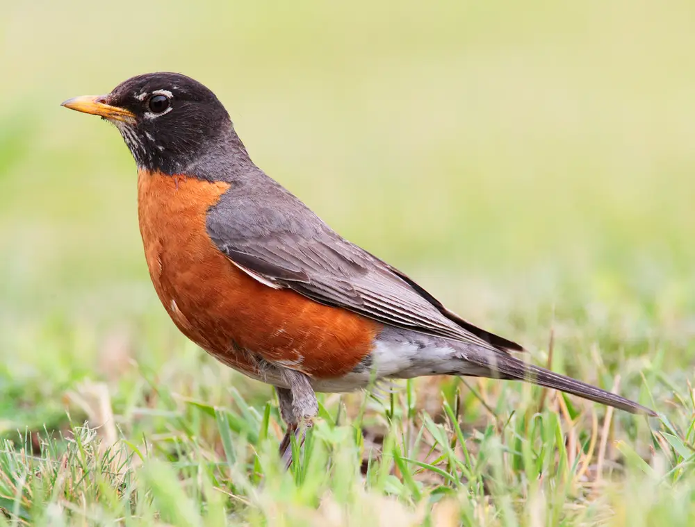 Turdus-migratorius-002
