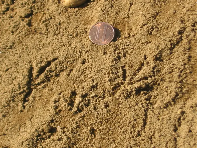 Turdus migratorius tracks