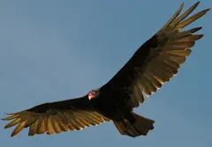 Turkey Vulture