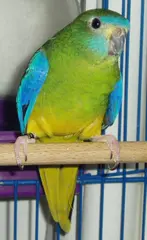 Turquoise Parrot Neophema pulchella