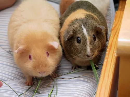 Two adult Guinea Pigs (Cavia porcellus)