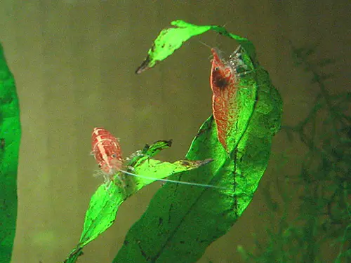 Red Shrimps