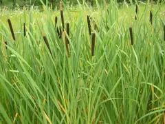 (5) Some aquatic plants present, such as cattails, arrow-leaf, or pickerel weed.