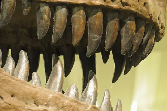 Tyrannosaurus rex 4208 W