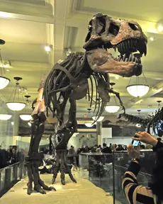 Tyrannosaurus rex (American Museum of Natural History)