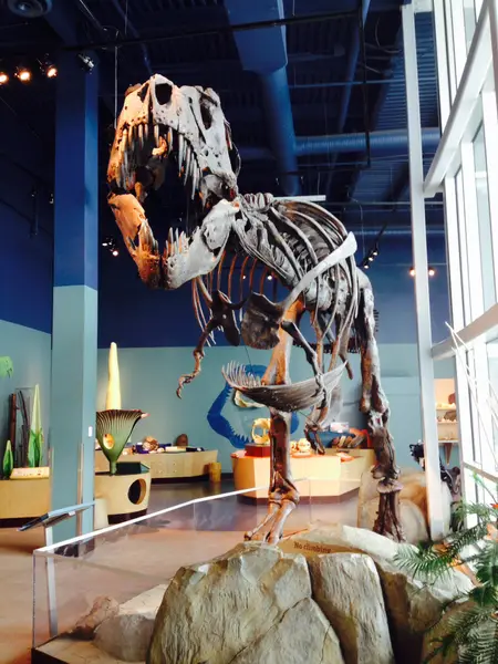 Tyrannosaurus rex Stan