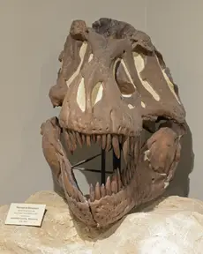 TyrannosaurusRex 0886 W