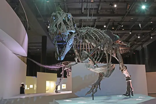 TyrannosaurusRex 1065 W