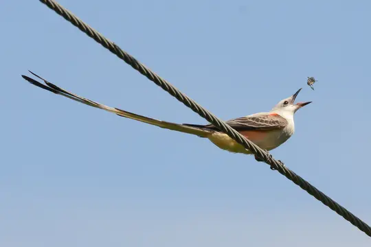 Scissor-Tailed Flycatcher (Tyrannus forficatus)