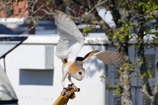 Barn Owl (Tyto furcata)