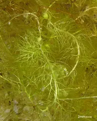 Utricularia vulgaris (Common bladderwort) Aquatic