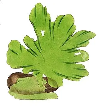 Ulva lactuca From Sowerby's English botany, 1790-1814. By James Sowerby (1757-1822). Ulva lactuca