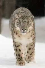 Snow Leopard Central and South Asia