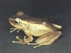 Mountain coquí (also known as upland coquí, Puerto Rican robber frog), (Eleutherodactylus portoricensis)