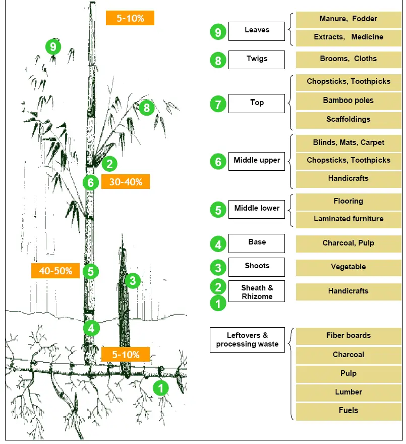 Different uses of bamboo