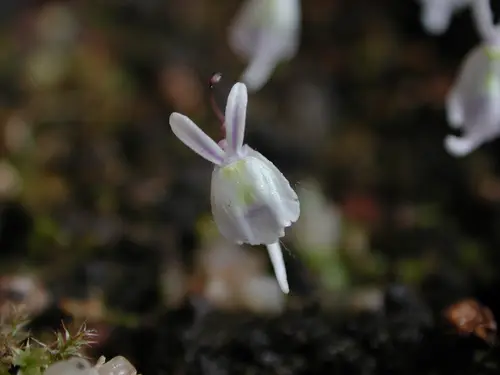 Utricularia sandersonii (Sanderson's bladderwort)