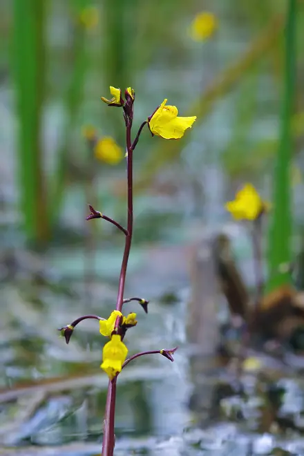 UtriculariaVulgarisFlowering