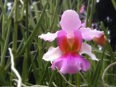 Vanda Miss Joaquim (in the subfamily Epidendroideae)