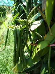 Vanilla fragrans (in the subfamily Vanilloideae)