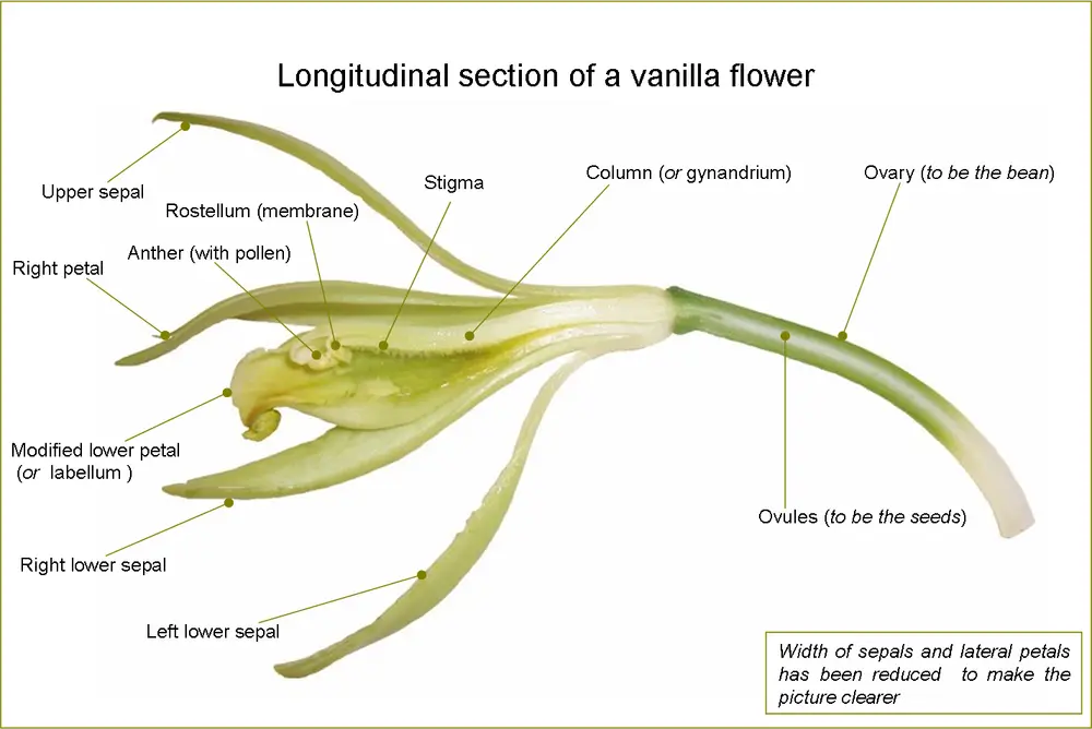 VanillaFlowerLongitudinalSection-en