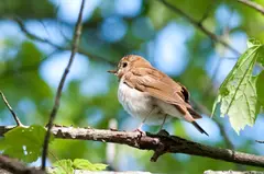 Veery (Eastern USA)