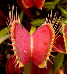 Dionaea muscipula (Venus flytrap)