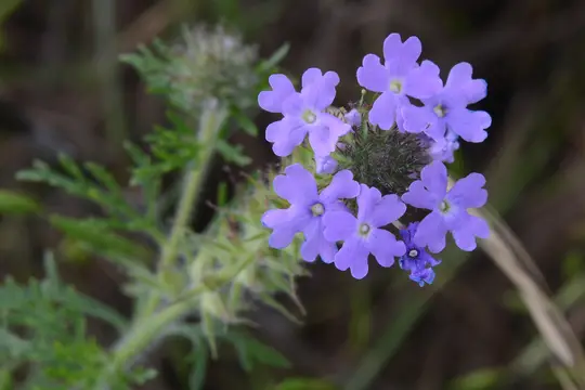 Prairie Verbena (Verbena bipinnatifida) - Verbenaceae family