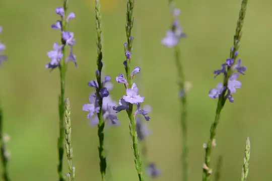 Texas Vervain (Verbena halei) - Verbenaceae family
