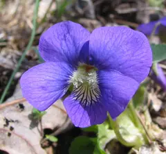 Violet