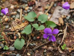 common violet