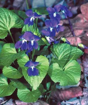 Viola sororia