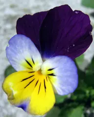 Pansy