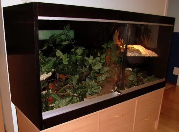 Vivarium with epoxy-coated plywood walls