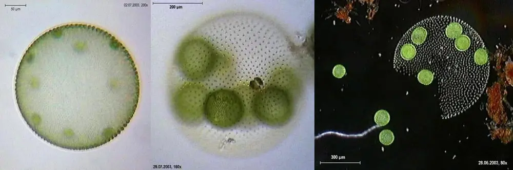Volvox aureus Volvox aureus
