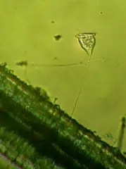 Protozoa