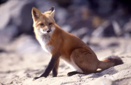 Vulpes vulpes