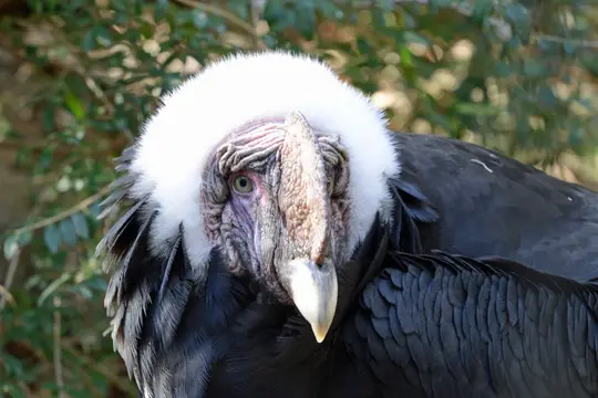 Andean Condor (Vultur gryphus)