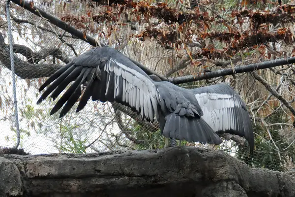 Vultur gryphus 2