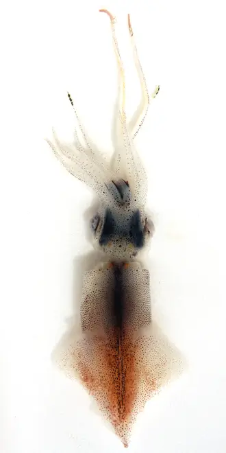 Watasenia scintillans