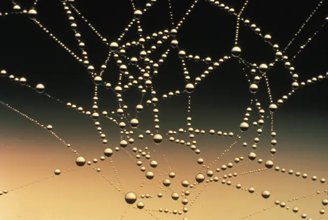 Water drops on spider web