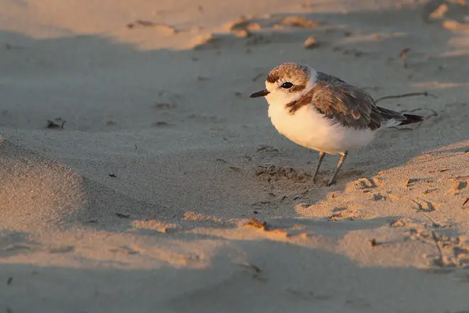 Western Snowy Plover watches the sun set over the Pacific Ocean
