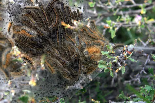 Western tent caterpillars Malacosoma californicum