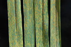 Rust