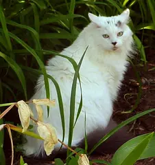 Maine Coon