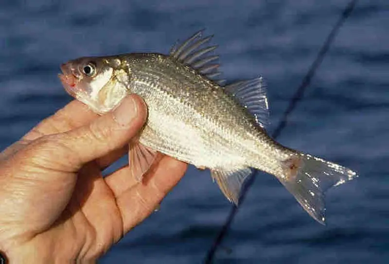 Morone americana
