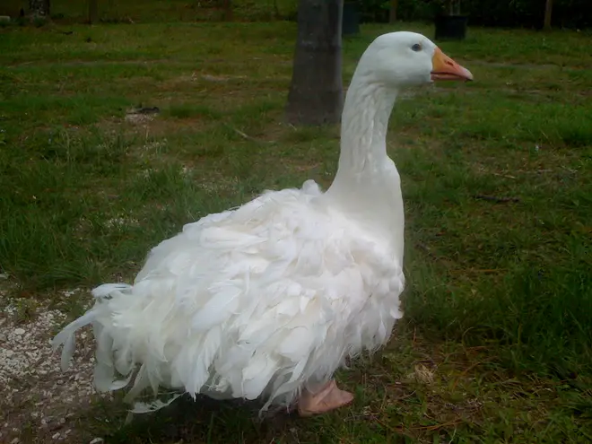 White Sebastopol Goose