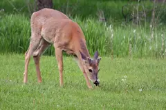 White-Tailed Deer